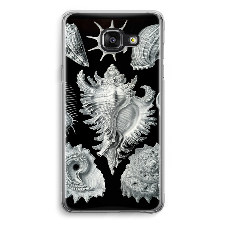 Haeckel Prosobranchia