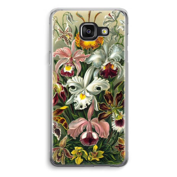 Haeckel Orchidae
