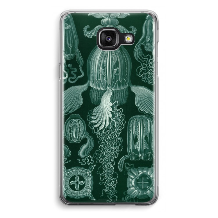 Haeckel Cubomedusae