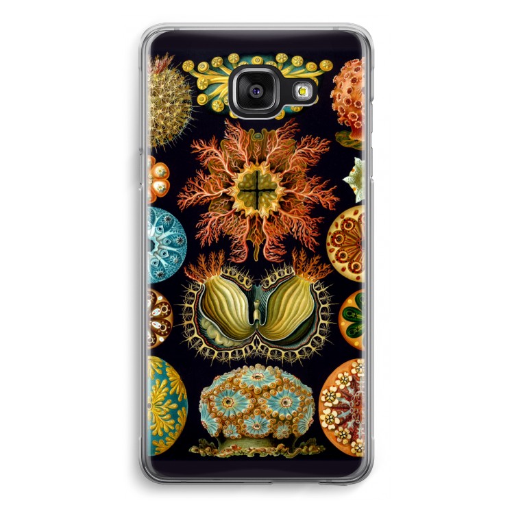 Haeckel Ascidiae