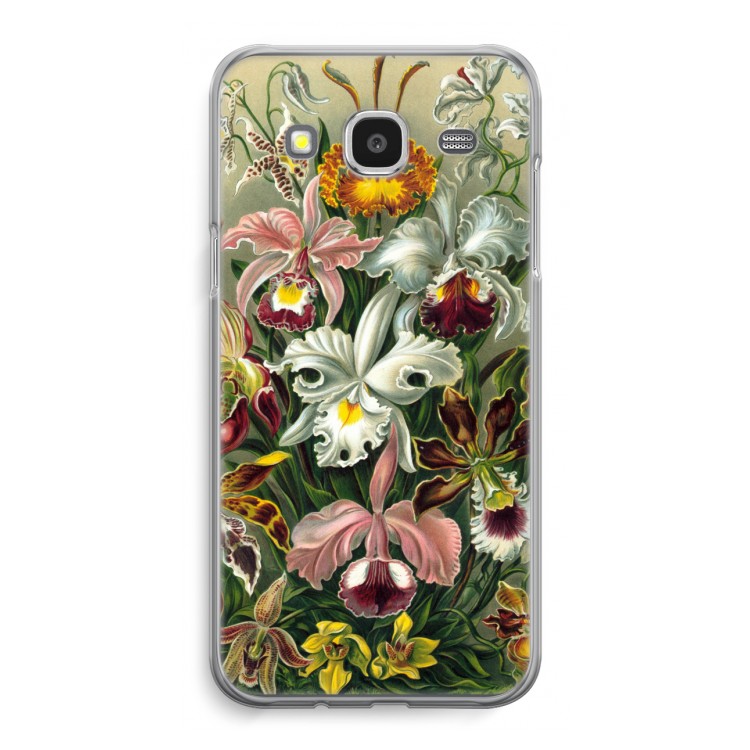 Haeckel Orchidae