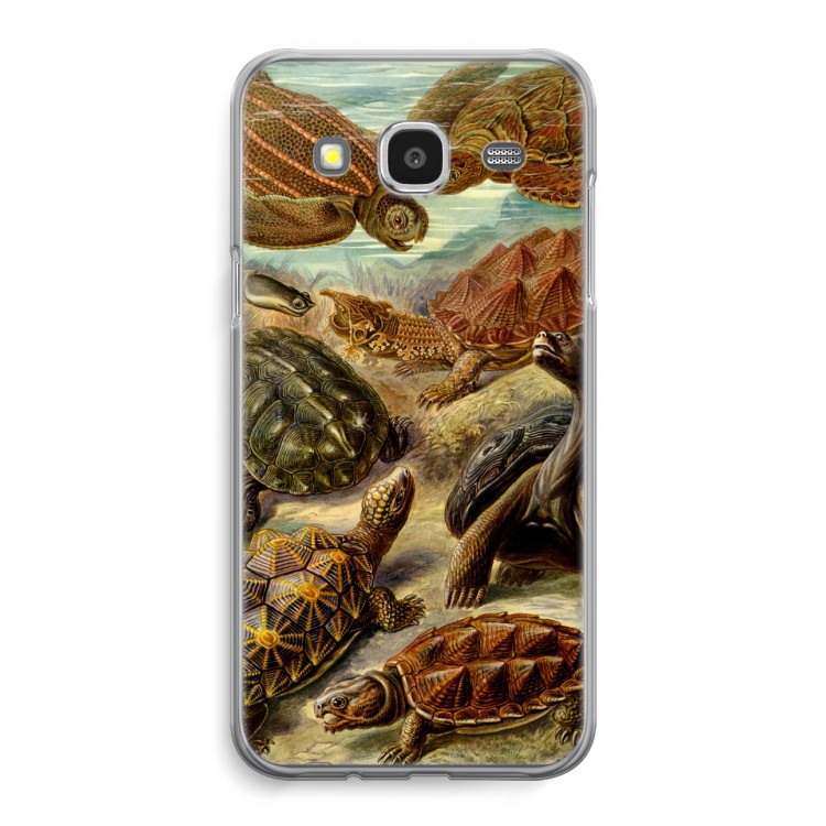 Haeckel Chelonia