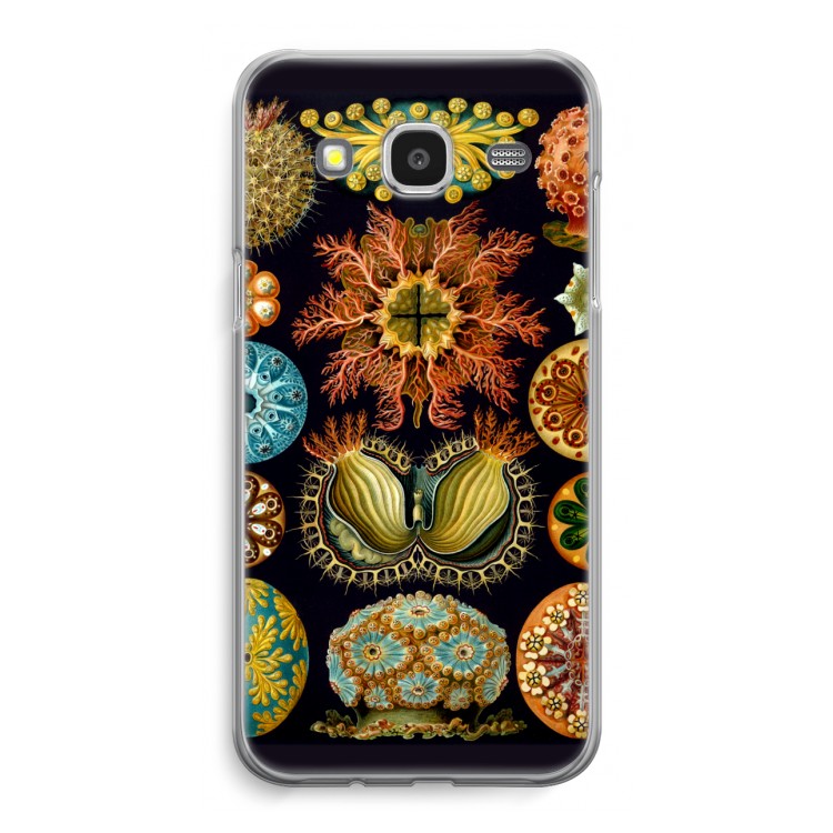 Haeckel Ascidiae