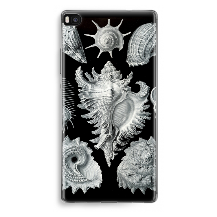 Haeckel Prosobranchia