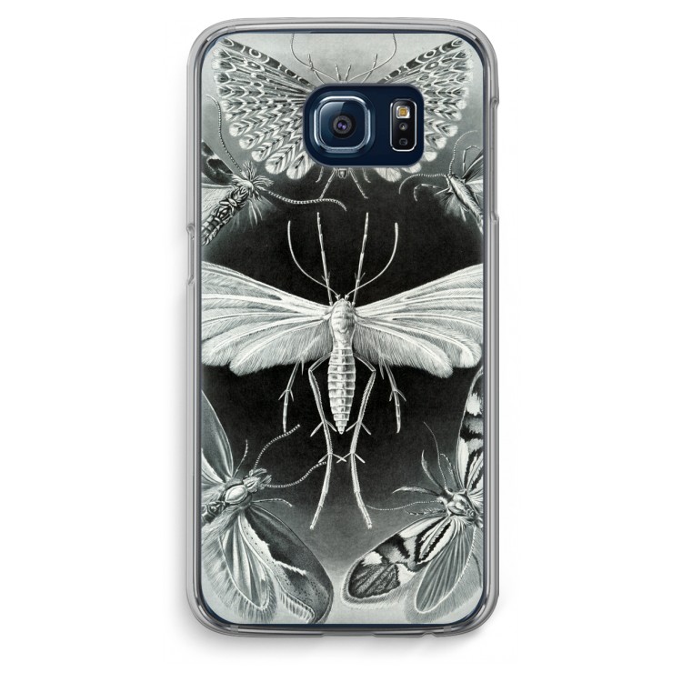 Haeckel Tineida