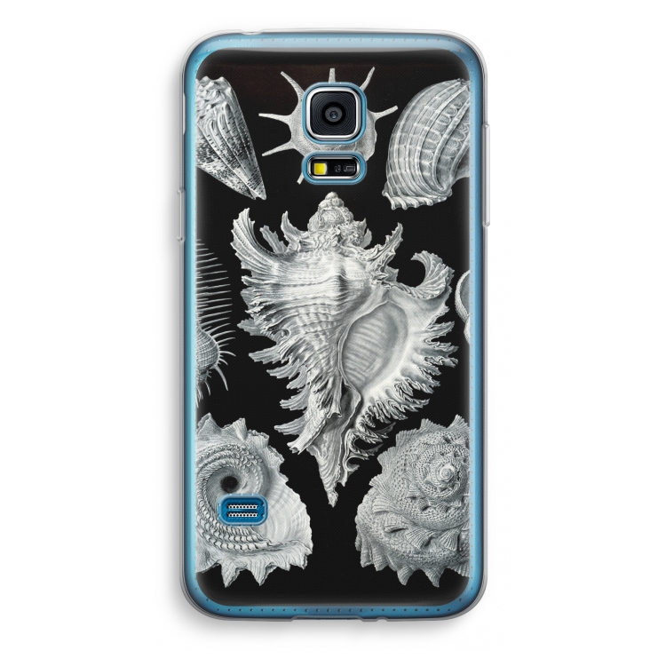 Haeckel Prosobranchia