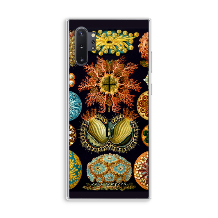 Haeckel Ascidiae