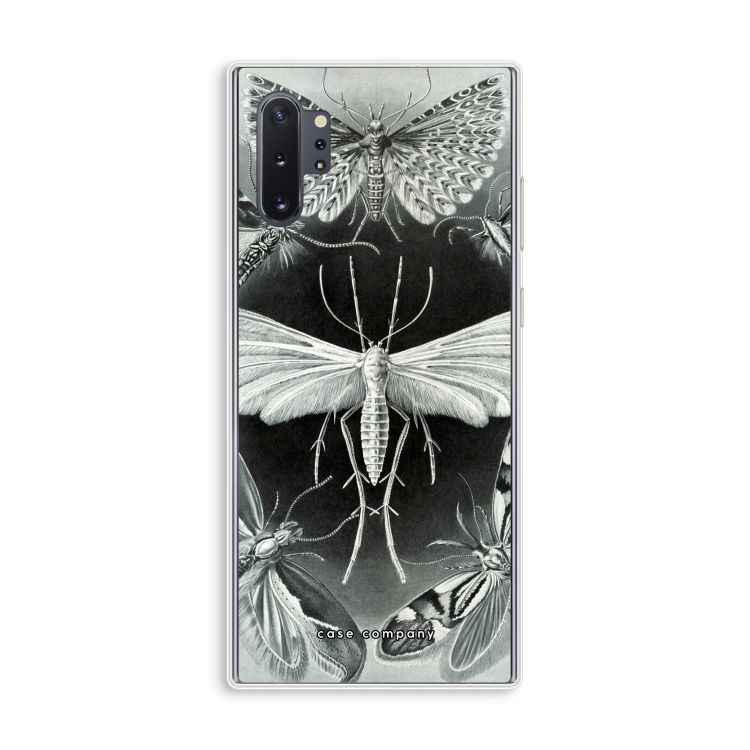 Haeckel Tineida