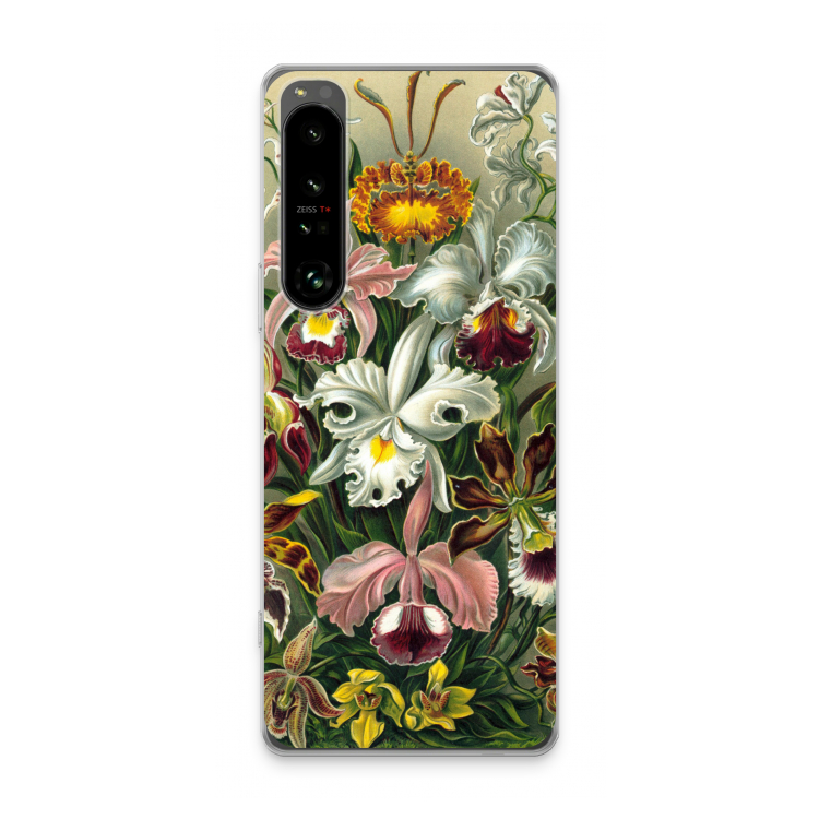 Haeckel Orchidae