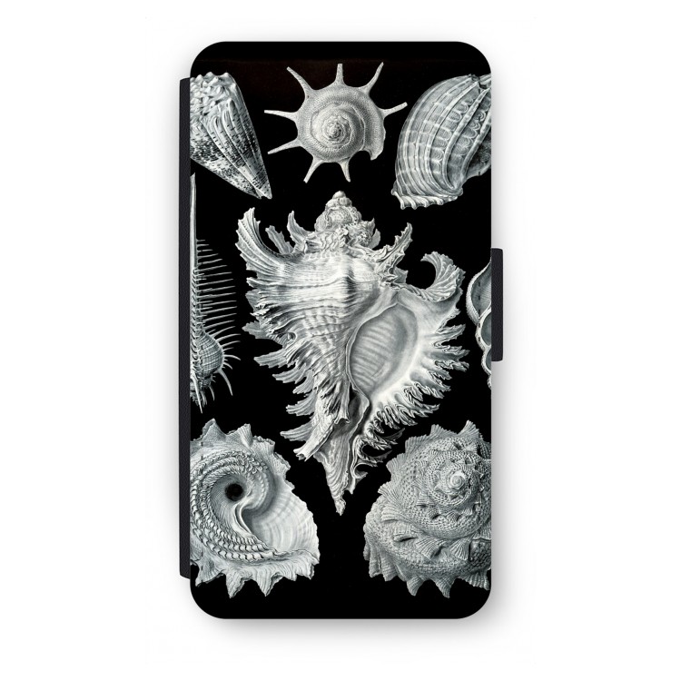 Haeckel Prosobranchia