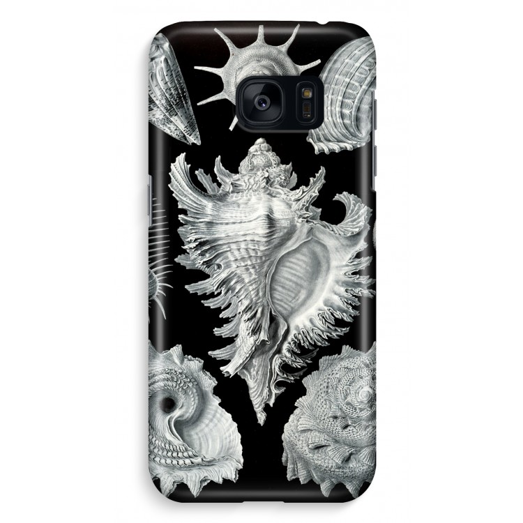 Haeckel Prosobranchia