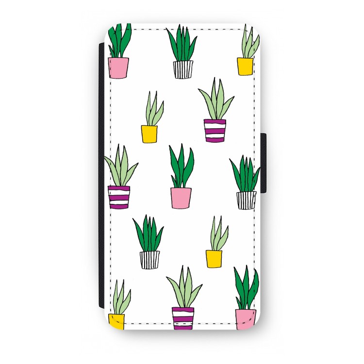 Sanseveria