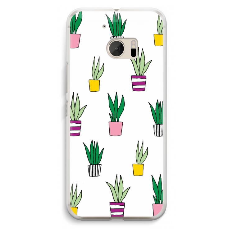 Sanseveria