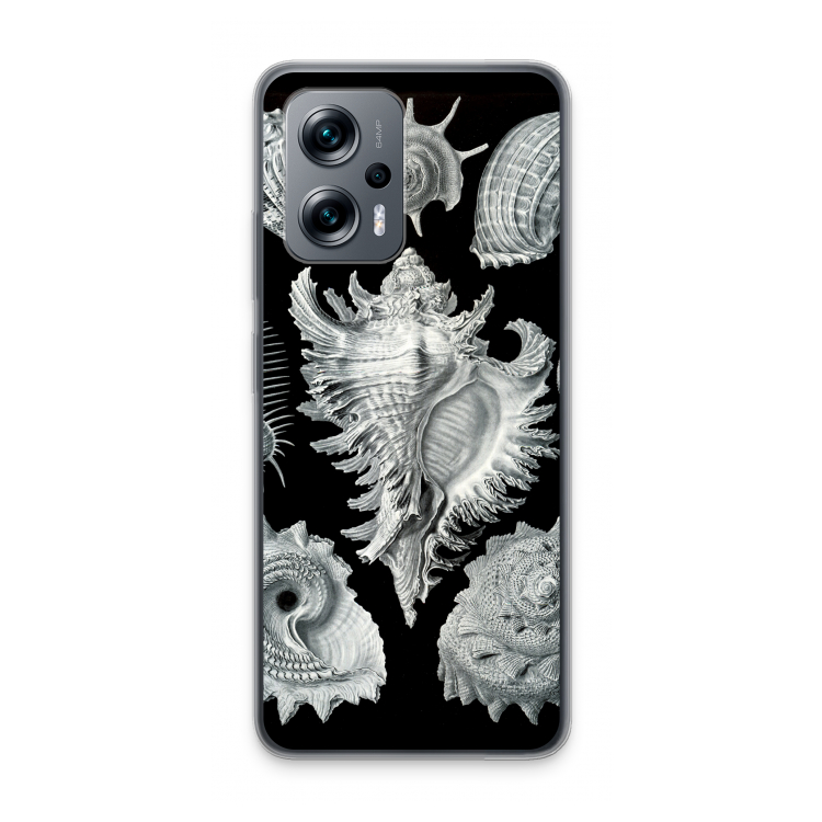 Haeckel Prosobranchia