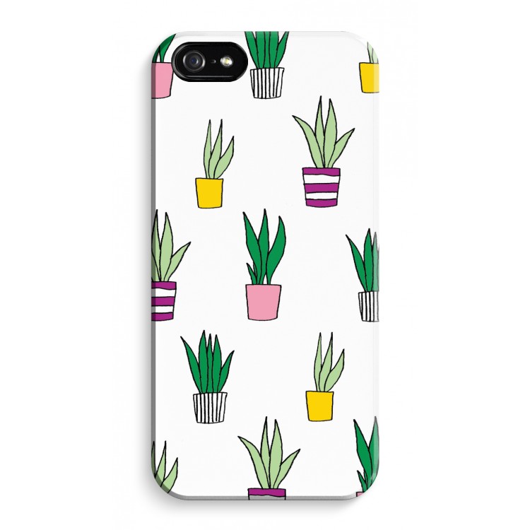 Sanseveria