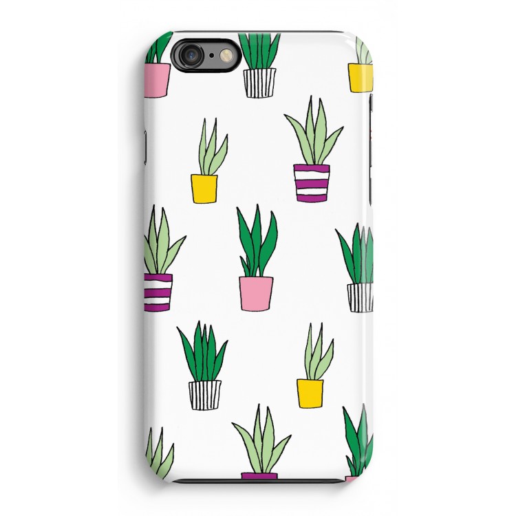 Sanseveria