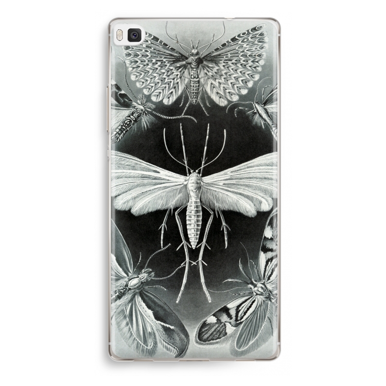 Haeckel Tineida