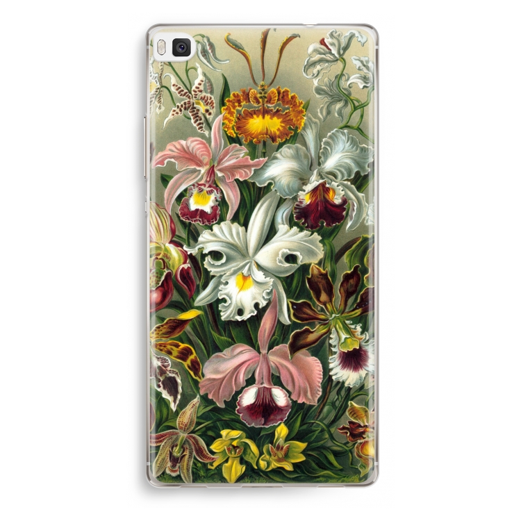 Haeckel Orchidae