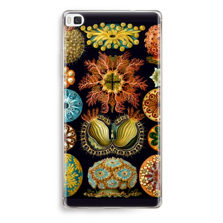Haeckel Ascidiae