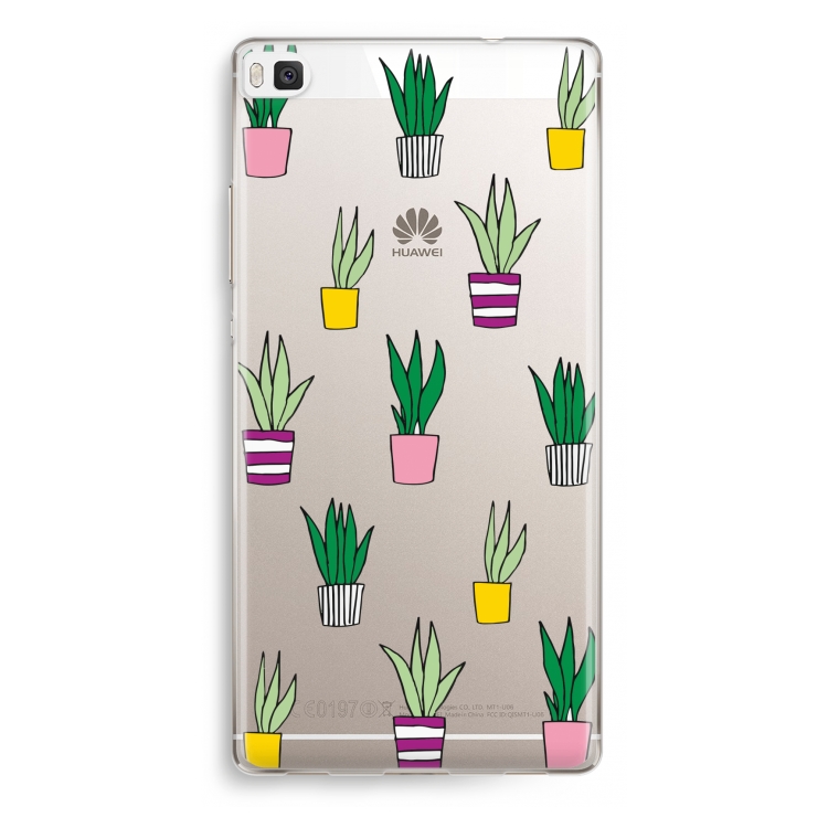 Sanseveria