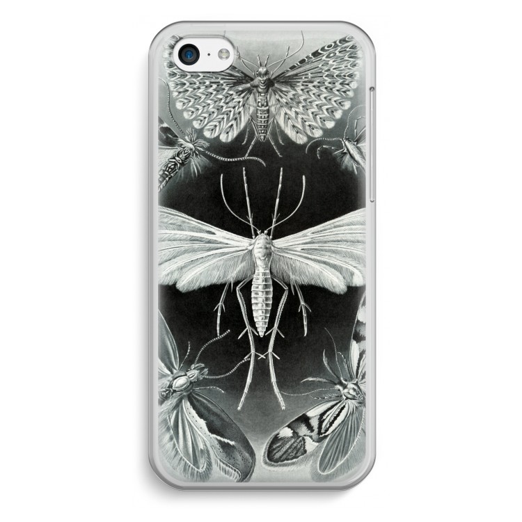 Haeckel Tineida