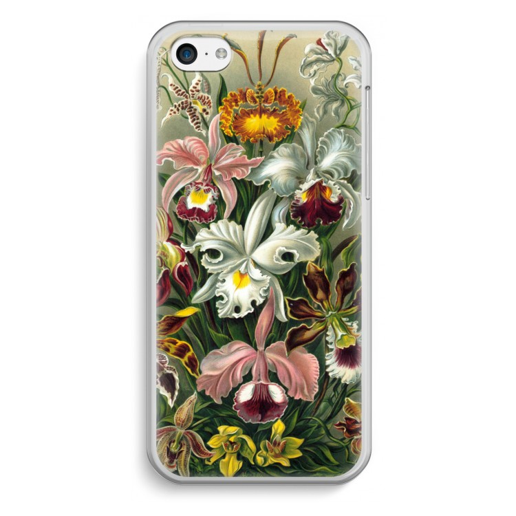 Haeckel Orchidae